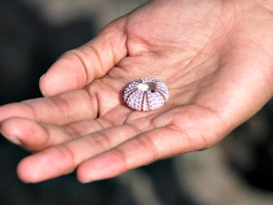 urchin shell