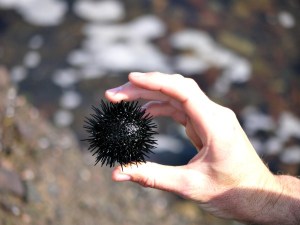 urchin