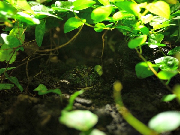 Aquarium frog