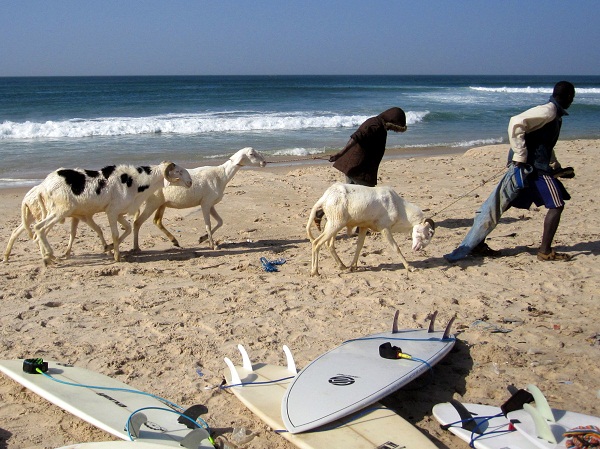 goats and surfboards