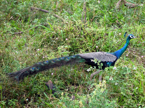 safari peacock