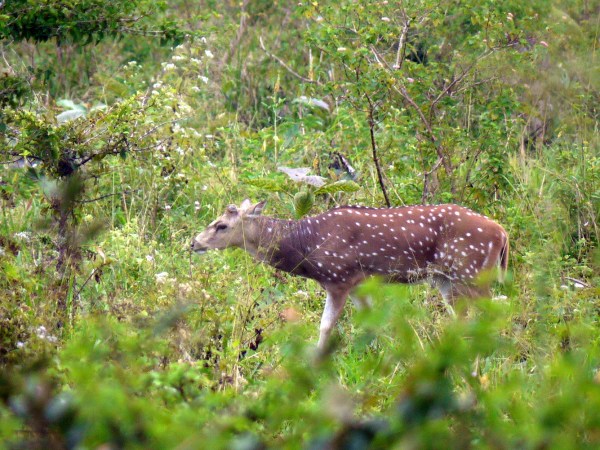 spotted deer