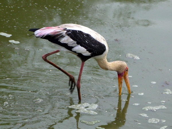 stork