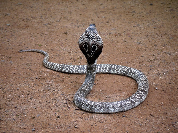 white cobra