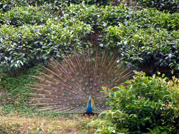 wild peacock