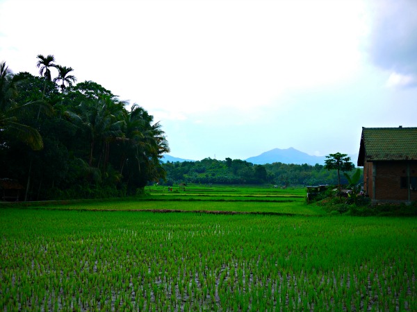 rice field