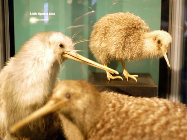 We spotted kiwis! Behind a glass case in a museum...