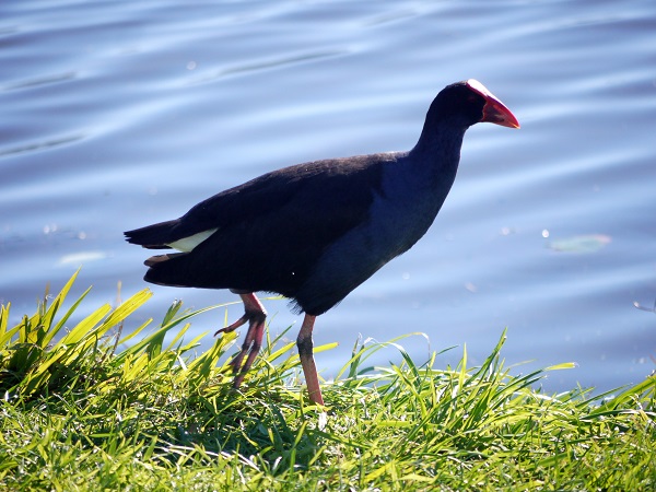 pukeko