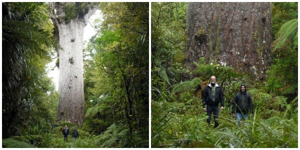 tane mahuta Collage