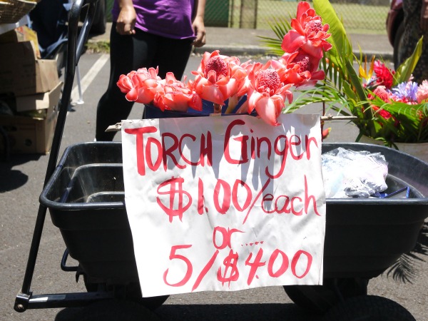torch ginger