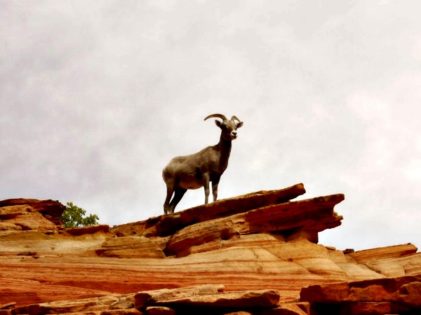 bighorn utah