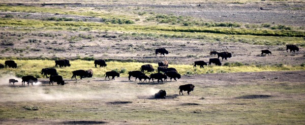 buffalo herd