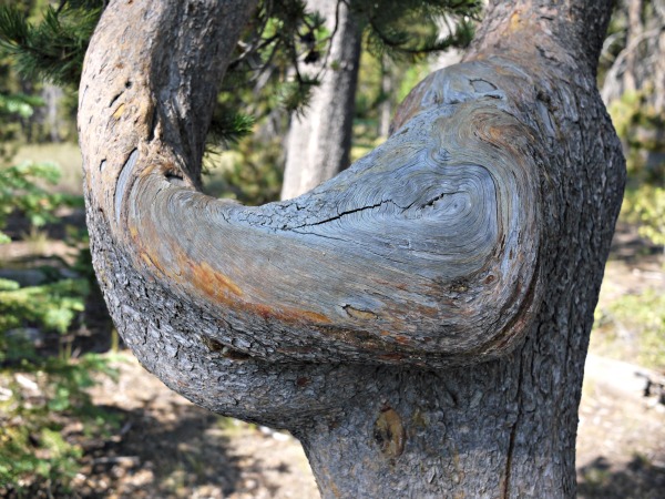 crater lake tree