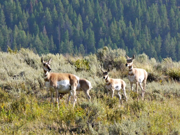 pronghorn family