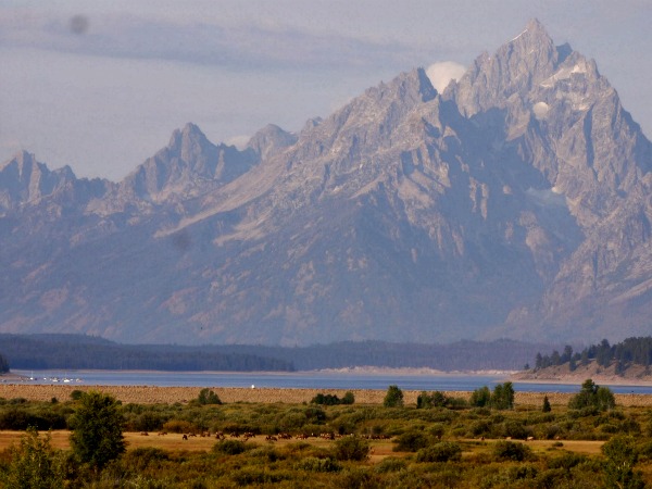 tetons elk